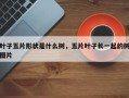 叶子五片形状是什么树，五片叶子长一起的树图片