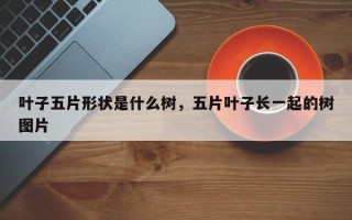 叶子五片形状是什么树，五片叶子长一起的树图片