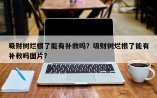 吸财树烂根了能有补救吗？吸财树烂根了能有补救吗图片？