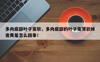 多肉底部叶子变软，多肉底部的叶子变薄软掉变黄是怎么回事！