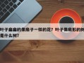 叶子扁扁的像扇子一样的花？叶子像扇形的树是什么树？