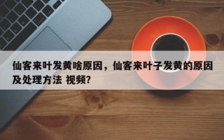仙客来叶发黄啥原因，仙客来叶子发黄的原因及处理方法 视频？