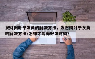 发财树叶子发黄的解决方法，发财树叶子发黄的解决方法?怎样才能养好发财树?