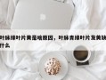 叶脉绿叶片黄是啥原因，叶脉青绿叶片发黄缺什么