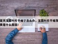 夏天玉露叶片干瘪了怎么办，玉露叶片干瘪发黄是什么原因！