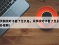天鹅绒叶子卷了怎么办，天鹅绒叶子卷了怎么办视频！