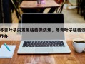 冬青叶子尖发黑枯萎像烧焦，冬青叶子枯萎该咋办
