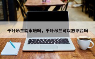 千叶吊兰能水培吗，千叶吊兰可以放阳台吗