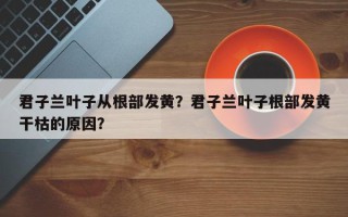 君子兰叶子从根部发黄？君子兰叶子根部发黄干枯的原因？
