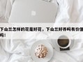 下山兰怎样的花是好花，下山兰好养吗有价值吗！