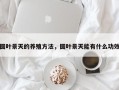 圆叶景天的养殖方法，圆叶景天能有什么功效