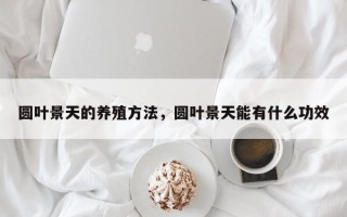 圆叶景天的养殖方法，圆叶景天能有什么功效