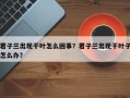 君子兰出现干叶怎么回事？君子兰出现干叶子怎么办？
