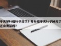 冬天琴叶榕叶子没了？琴叶榕冬天叶子掉光了还会发芽吗？