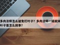 多肉法师怎么避免烂叶子？多肉法师一碰就掉叶子是怎么回事？