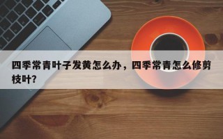 四季常青叶子发黄怎么办,四季常青怎么修剪枝叶? 四季常青叶子发黄怎么办,四季常青怎么修剪枝叶?