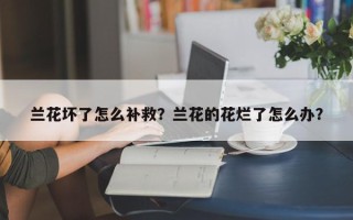 兰花坏了怎么补救？兰花的花烂了怎么办？
