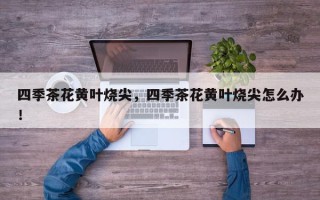 四季茶花黄叶烧尖，四季茶花黄叶烧尖怎么办！