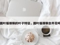 圆叶福禄桐的叶子特征，圆叶福禄桐会开花吗