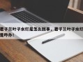 君子兰叶子水烂是怎么回事，君子兰叶子水烂是咋办！