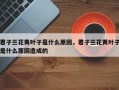 君子兰花黄叶子是什么原因，君子兰花黄叶子是什么原因造成的