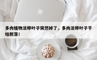 多肉植物法师叶子突然掉了，多肉法师叶子干枯脱落！