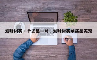 发财树买一个还是一对，发财树买单还是买双
