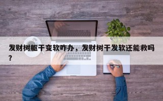 发财树躯干变软咋办，发财树干发软还能救吗？