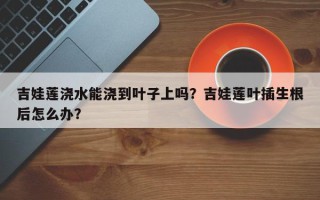 吉娃莲浇水能浇到叶子上吗？吉娃莲叶插生根后怎么办？