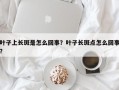 叶子上长斑是怎么回事？叶子长斑点怎么回事？