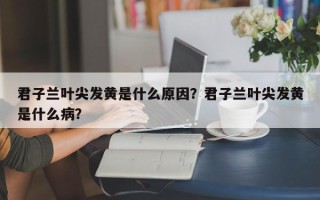 君子兰叶尖发黄是什么原因？君子兰叶尖发黄是什么病？