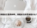 凤尾丝兰是铁树吗，凤尾丝兰的花语是什么？