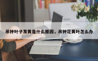 吊钟叶子发黄是什么原因，吊钟花黄叶怎么办