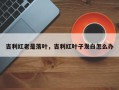 吉利红老是落叶，吉利红叶子发白怎么办