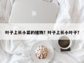 叶子上长小苗的植物？叶子上长小叶子？