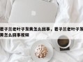 君子兰老叶子发黄怎么回事，君子兰老叶子发黄怎么回事视频