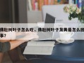 佛肚树叶子怎么吃，佛肚树叶子发黄是怎么回事？