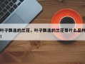 叶子飘逸的兰花，叶子飘逸的兰花是什么品种！