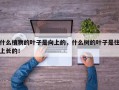 什么植物的叶子是向上的，什么树的叶子是往上长的！