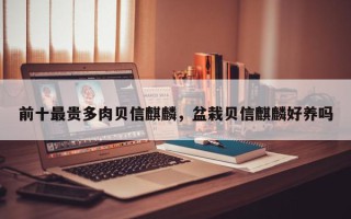 前十最贵多肉贝信麒麟，盆栽贝信麒麟好养吗