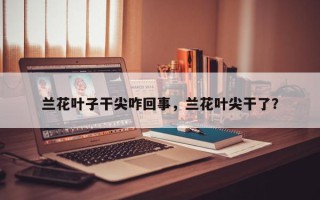 兰花叶子干尖咋回事，兰花叶尖干了？