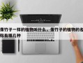 像竹子一样的植物叫什么，像竹子的植物的名称有哪几种