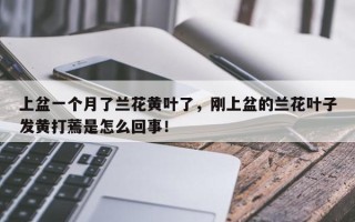 上盆一个月了兰花黄叶了，刚上盆的兰花叶子发黄打蔫是怎么回事！