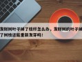 发财树叶子掉了枝杆怎么办，发财树的叶子掉了树枝还能重新发芽吗！