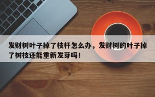 发财树叶子掉了枝杆怎么办，发财树的叶子掉了树枝还能重新发芽吗！