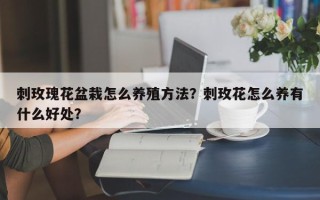 刺玫瑰花盆栽怎么养殖方法？刺玫花怎么养有什么好处？