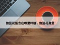 伽蓝花适合在哪里种植，伽蓝花寓意