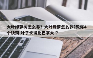 大叶绿萝树怎么养?大叶绿萝怎么养?教你4个诀窍,叶子长得比巴掌大!? 大叶绿萝树怎么养?大叶绿萝怎么养?教你4个诀窍,叶子长得比巴掌大!?