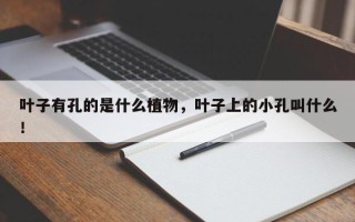 叶子有孔的是什么植物，叶子上的小孔叫什么！