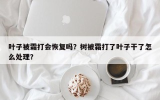 叶子被霜打会恢复吗?树被霜打了叶子干了怎么处理? 叶子被霜打会恢复吗?树被霜打了叶子干了怎么处理?